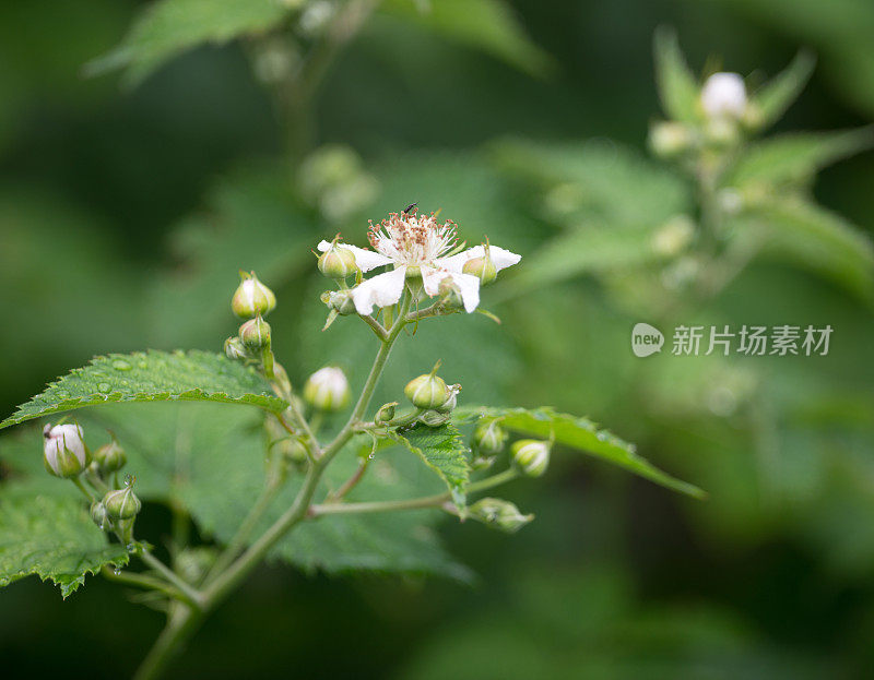 盛开的黑莓花