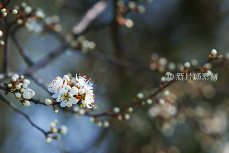 樱花