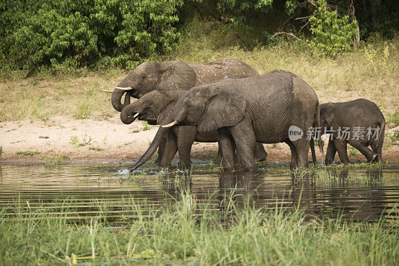 一群大象在博茨瓦纳丘比河饮水