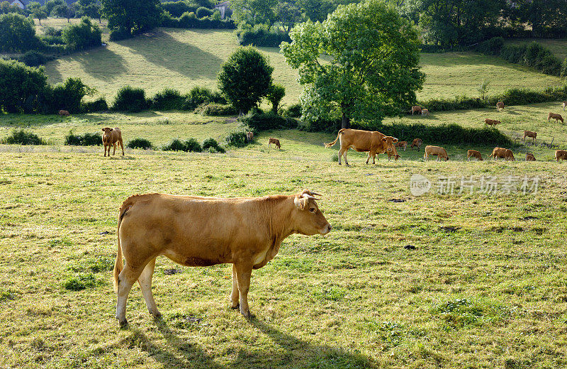 放牧的牛在拼凑的景观