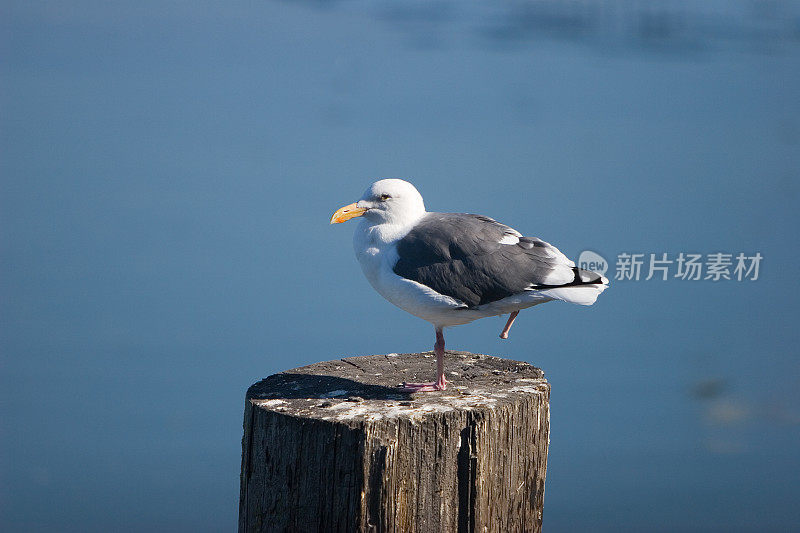 独腿海鸥