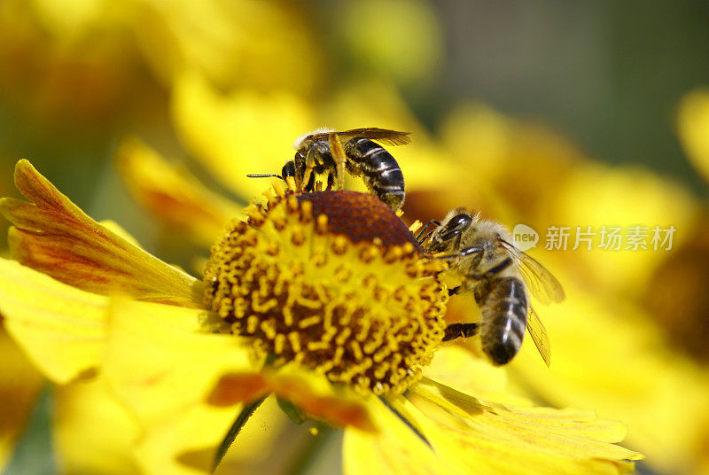 两只蜜蜂在黄色的阳光新娘上