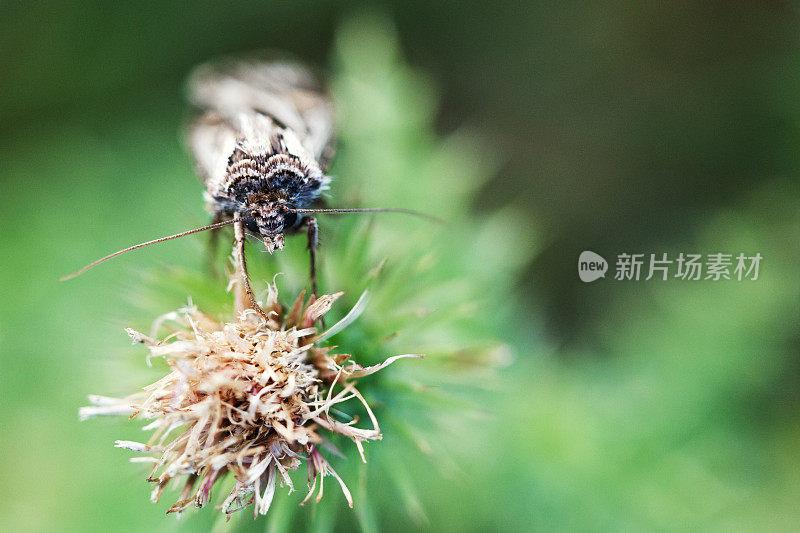 干蓟花上的苍蝇