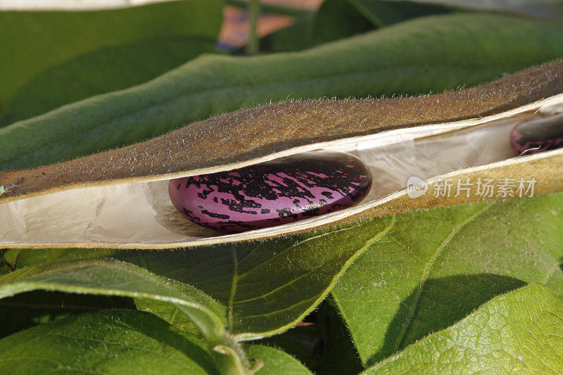 粉红色和紫色熟豆子在棕色荚果宏