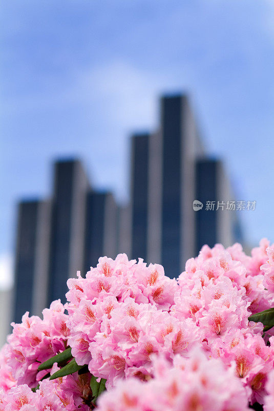 鲜花办公大楼