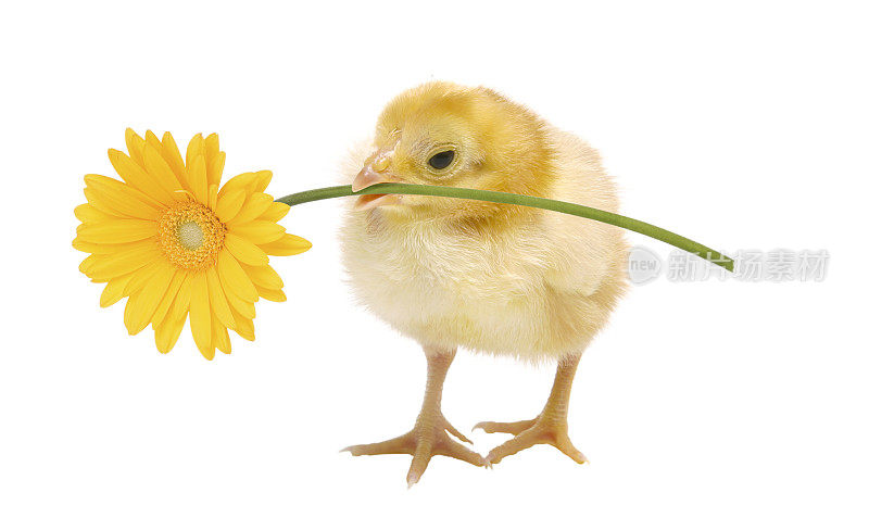 小鸡抱着雏菊