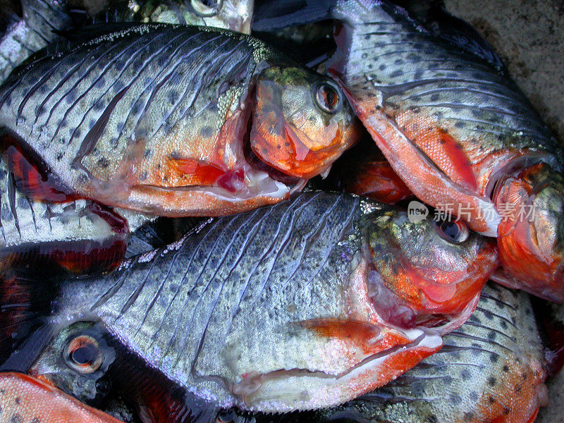秘鲁亚马逊食人鱼