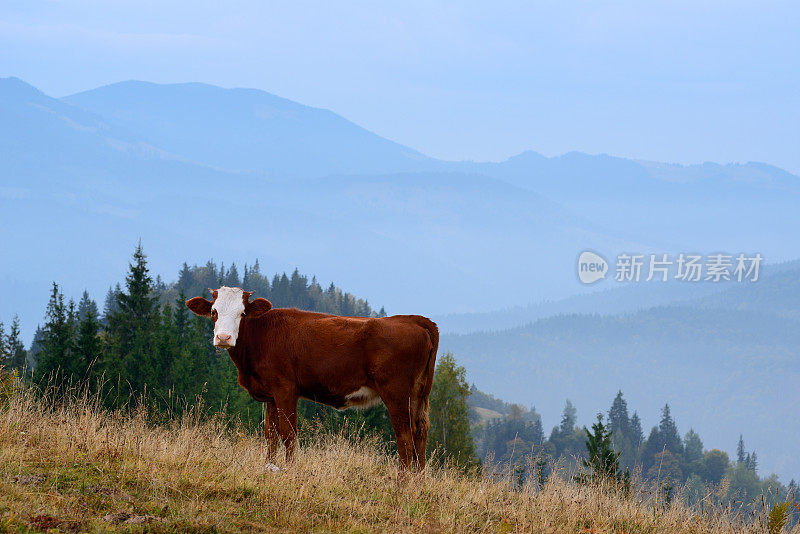 孤独的小公牛在乡村山区景观