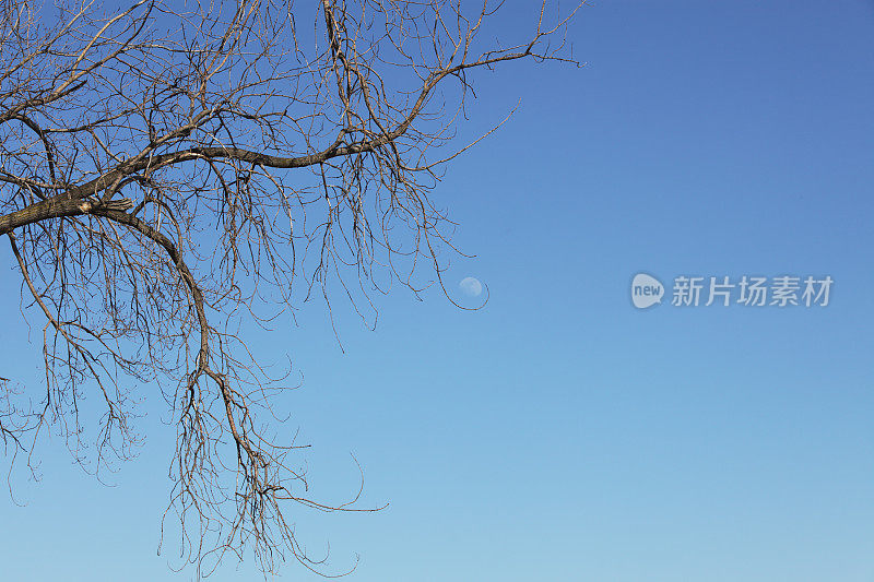树枝在蓝天中摇着白天的月亮