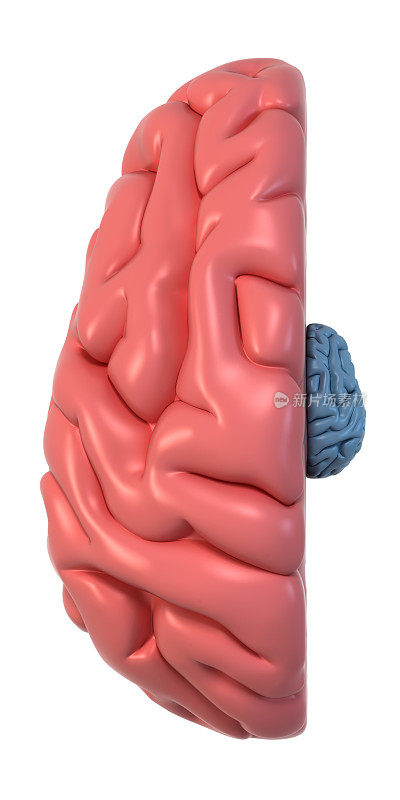 人类的大脑在俯视图中右侧较小