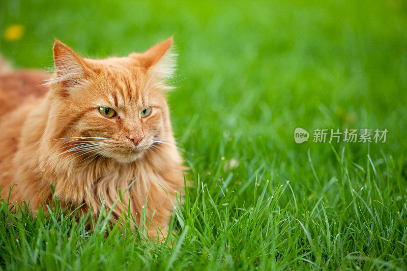绿草中的橙色猫