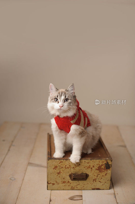 小猫在毛衣