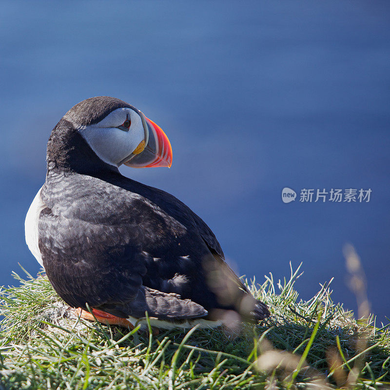 大西洋北极海鹦。Westfjords。冰岛。