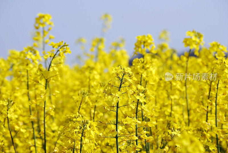 油菜