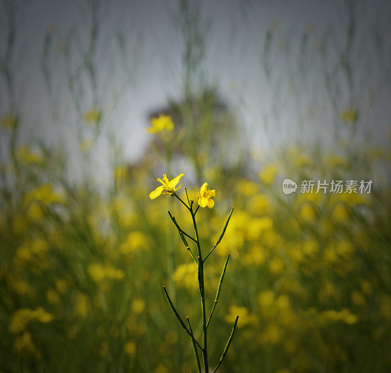 芥菜植物特写