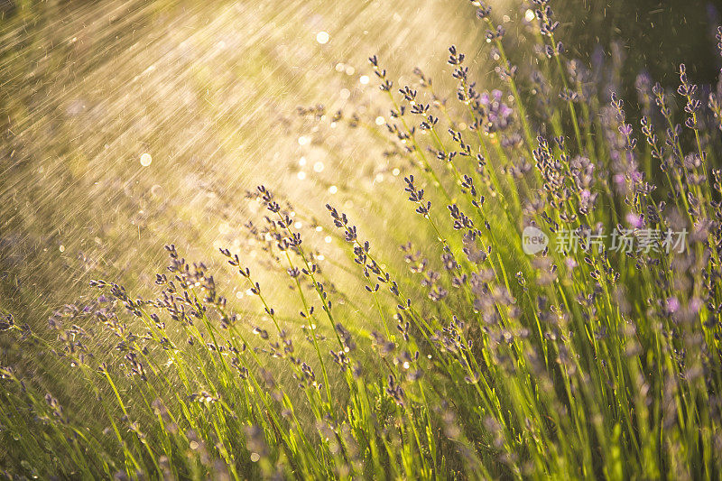 水喷雾鼠尾草花