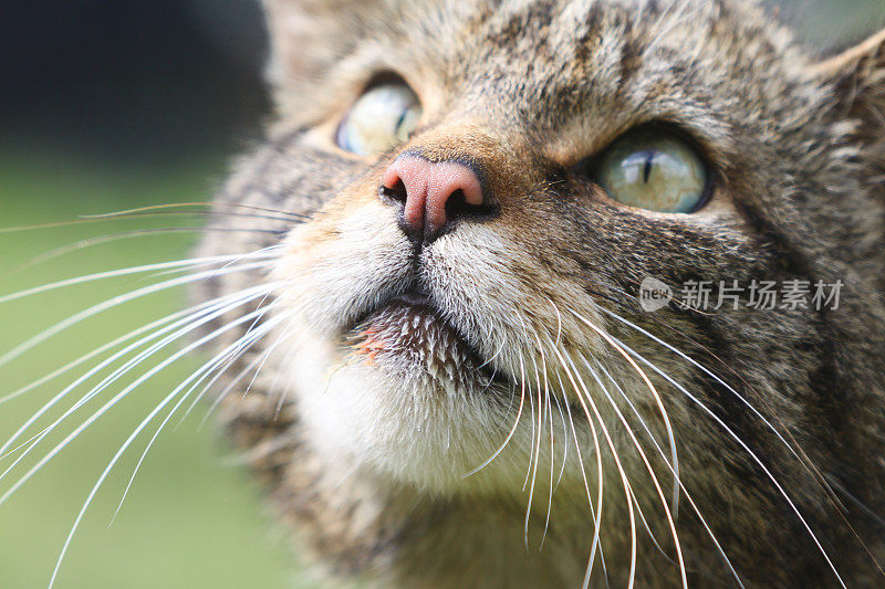 苏格兰野猫