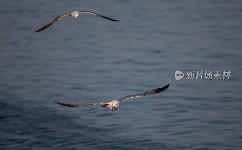 海鸥在海上飞翔