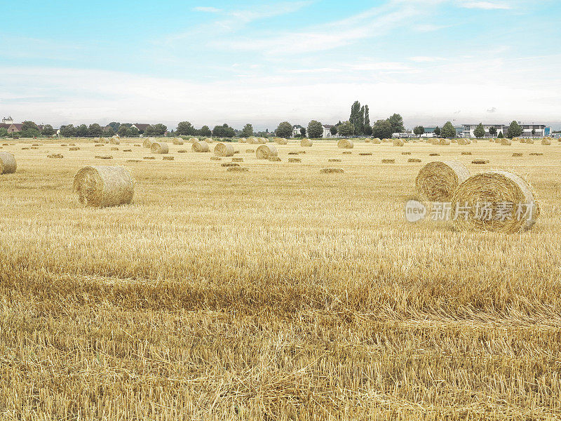 德国斯佩尔附近有干草的麦田