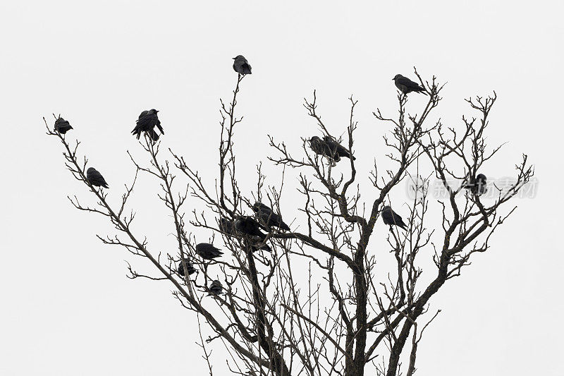 一群蓝眼乌鸦在光秃秃的树梢上