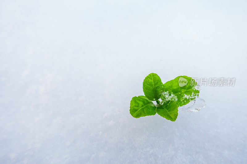 新生命从雪中生长