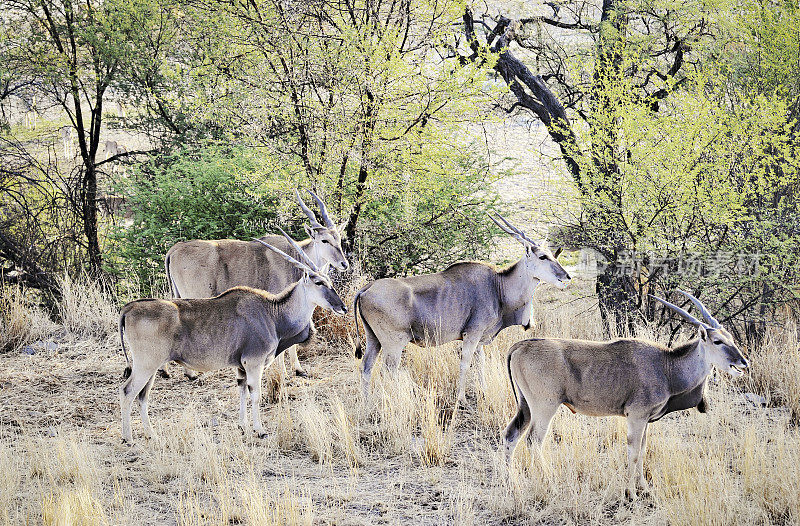 埃兰羚羊（陶罗特拉格斯羚羊），埃托沙国家公园，纳米比亚