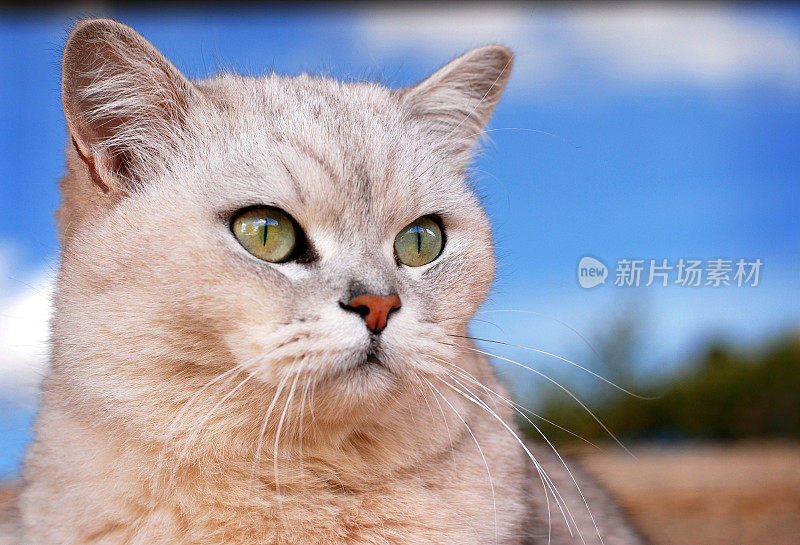 猫:蓝天下的纯种缅甸猫