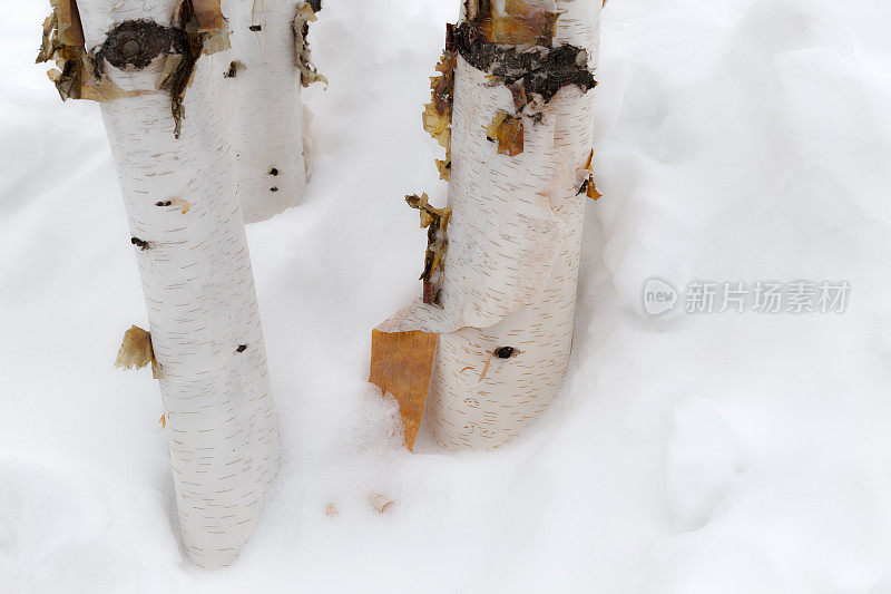 剥落树皮的纸桦树树干在雪