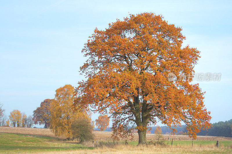 静谧的秋日在Lüneburger黑德