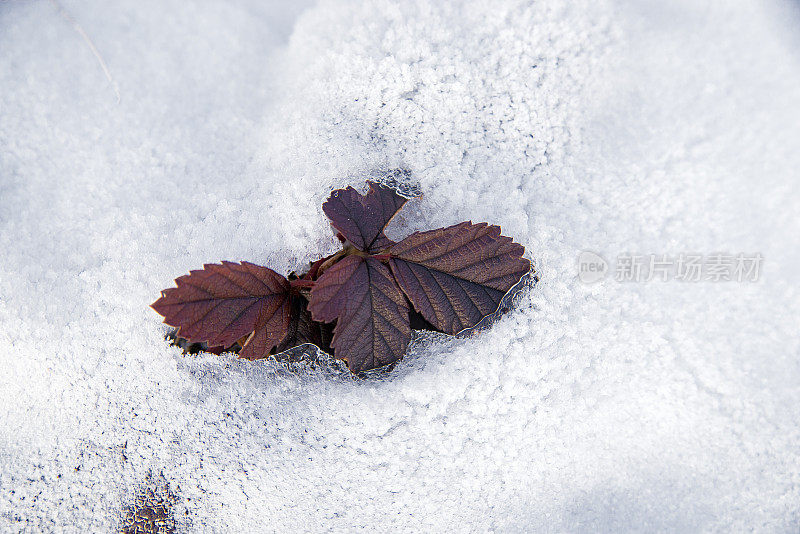 孤立的红花从真正的雪中出来