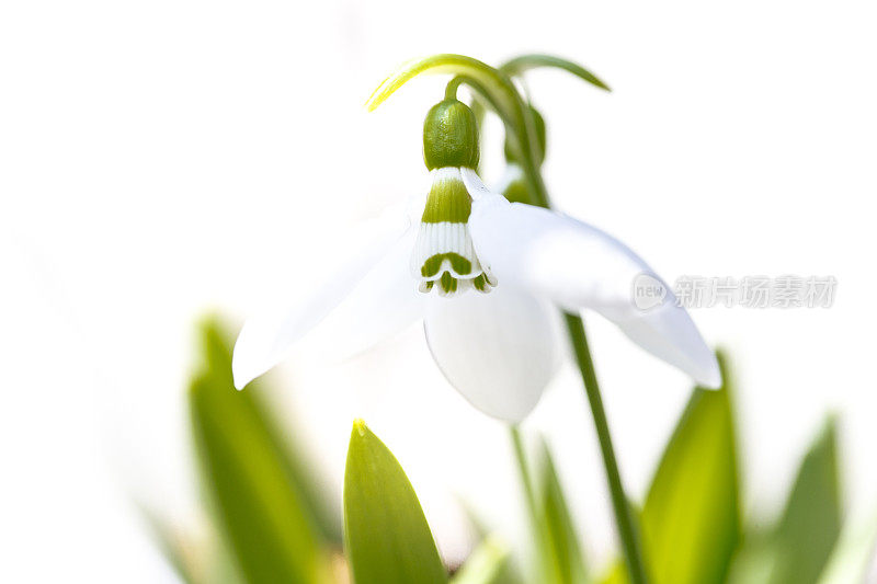 雪花莲