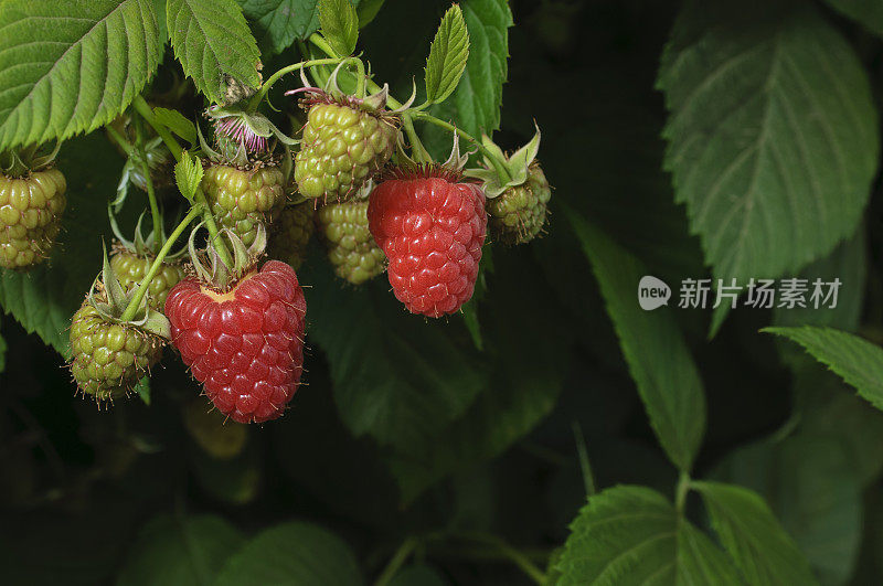 树莓在藤上成熟的特写