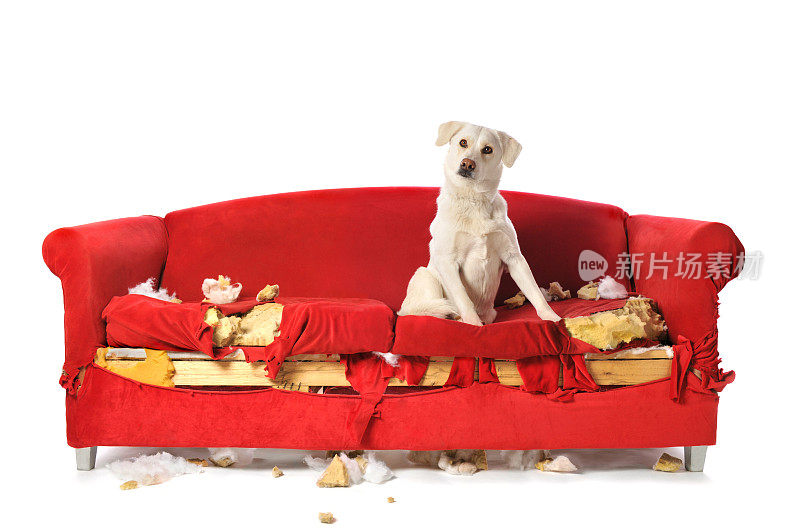 淘气的白色拉布拉多狗坐在被咬烂的沙发上