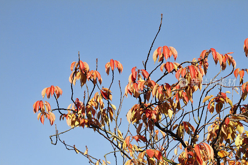 秋天，橘色的樱桃叶在树枝上垂下来
