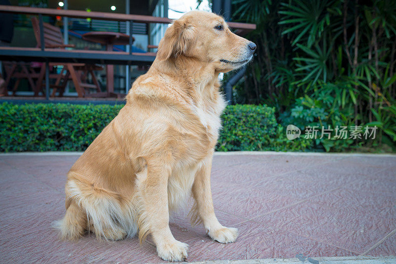 金毛寻回犬的肖像