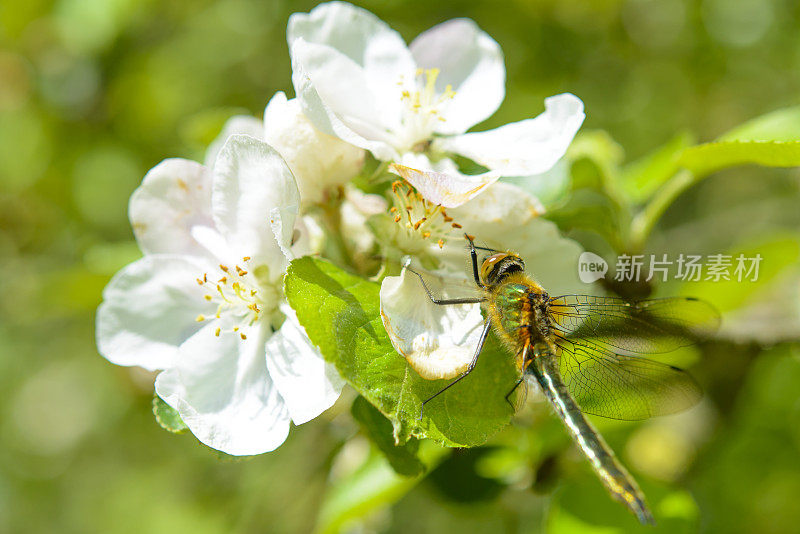 蜻蜓花