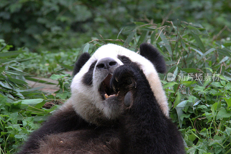 熊猫嘴里塞满食物-中国