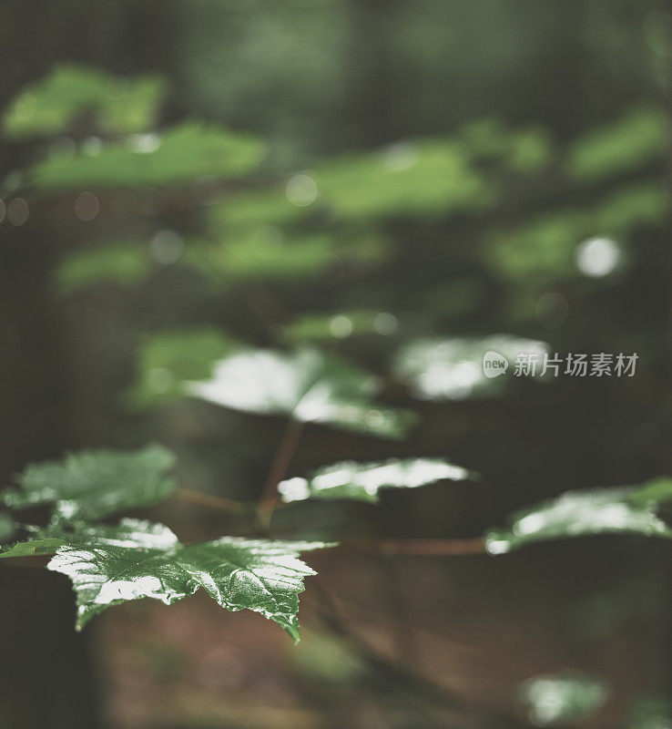 夏季降雨