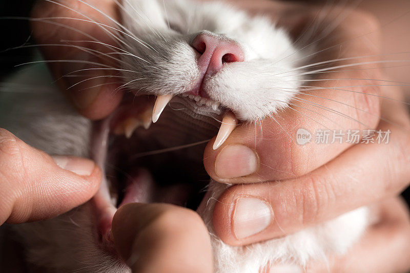 兽医检查猫的嘴的特写。