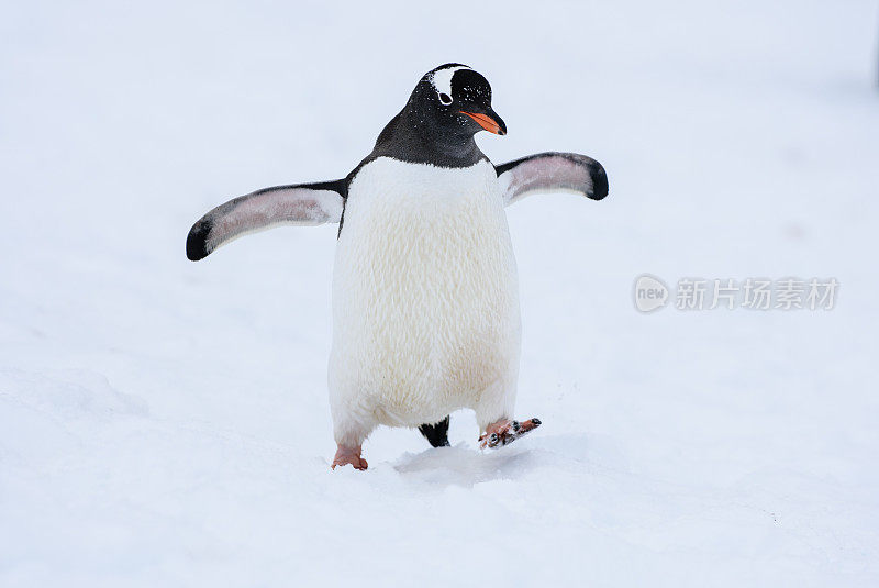 在南极洲雪地上行走的巴布亚企鹅