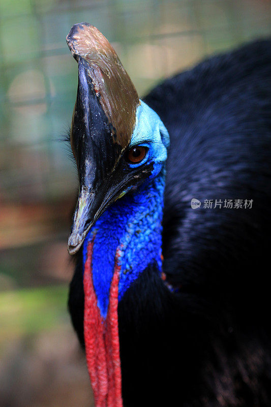 食火鸡