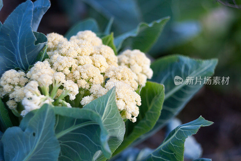 新鲜的花椰菜