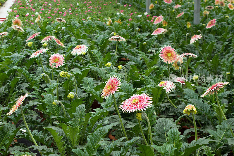 温室里的花朵