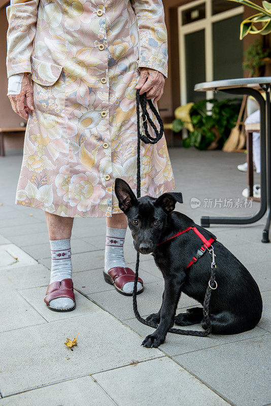 宠物治疗-老年妇女在退休之家带狗出去