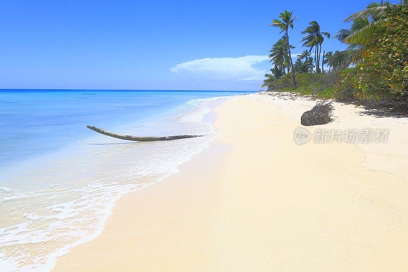 热带天堂:绿松石沙滩，棕榈树树叶，蓝天