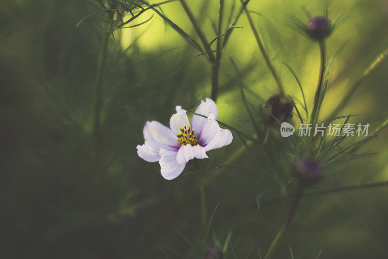 艺术的本质。美丽的宇宙花笼罩在温暖的阳光下