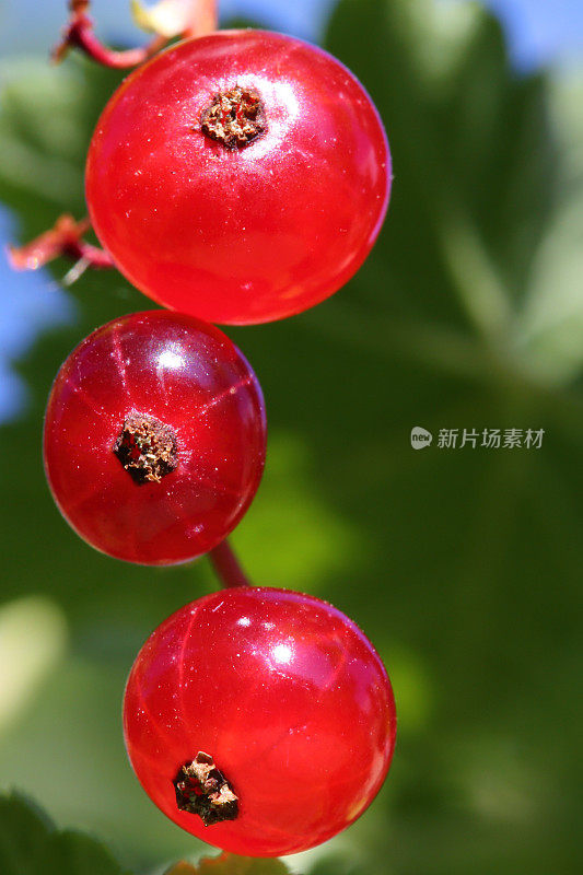 成熟的红醋栗