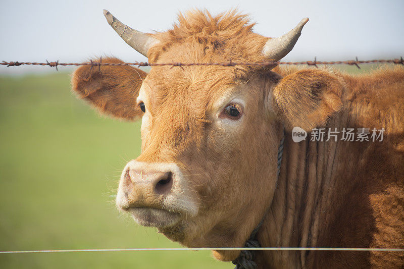 小母牛的特写