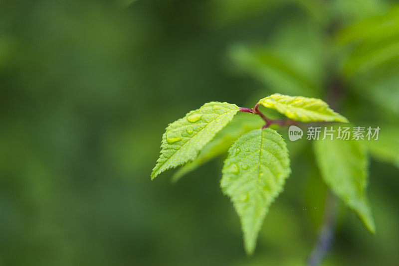 带雨滴的叶子