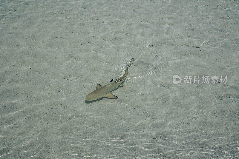 马尔代夫水里的鲨鱼宝宝